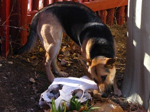 sugar chewing horns 1