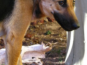 sugar chewing horns 2