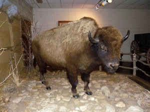 bison