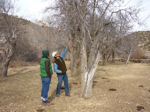 Orchard with William