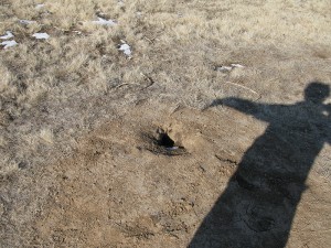 prairie dog holes