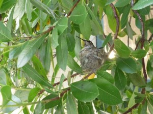 Chele has seen the babies–they look like little blue bees.