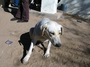 We love you, eyebrow dog.