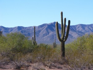 the saguaro are everywhere