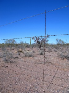the fence followed the entire length of the highway, but where were the animals?