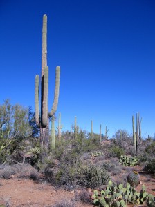 saguaro
