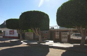 we're suckers for Dr. Seuss trees