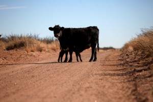 our lame wildlife action photo